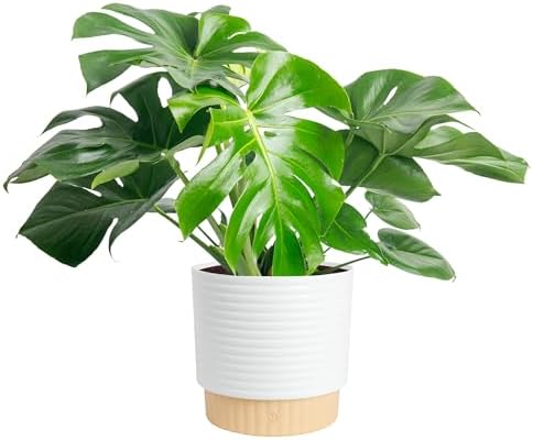 Costa Farms Monstera, Live Indoor Plant, Tropical Plant, Home Decor by Unknown