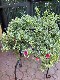 Baby Sun Rose Live Plants, Aptenia Cordifolia, Ground Cover Succulent, Easy Care Indoor Outdoor, 2 Pack - Image 4