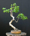 Bonsai White Paper Birch Tree Seeds for Planting | 100+ Seeds | Made in USA - Highly Prized for Bonsai, Paper Birch Tree - 100+Seeds by CZGrain