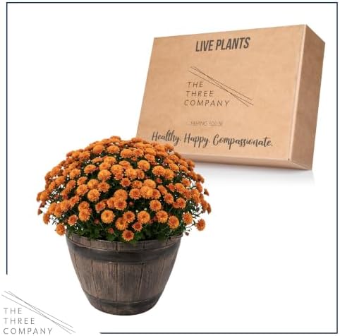 Chrysanthemum (Whiskey Barrel Deco Pot), Orange Blooms, Live Fall Flowering Perennial, 15" Tall by 12" Wide in 3 Qt Pot - Image 6