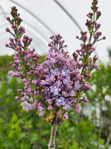 Proven Winners - Syringa x hya. Scentara Double Blue (Lilac), Shrub, Lavender-Blue Flowers, #3 - Size Container - Image 4