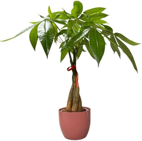 Money Tree Live Plant | 14-22 Inches Tall Bonsai | Easy to Grow Indoor Houseplant | Home, Office, or Room Decor | Birthday, Housewarming Gift (Coral) - Image 5