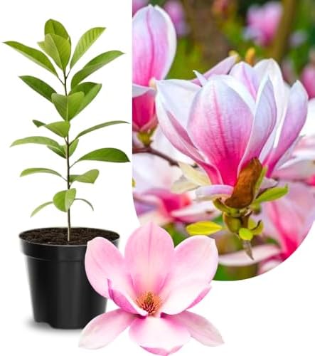 Saucer Magnolia Live Plant, 6-12 Inch Tall, 2.5 Inch Pot by UIOTER