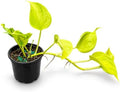 Epipremnum Champs Elysees Live Plant - Golden Textured Foliage by NYCitySucculents