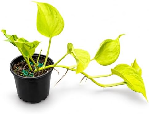 Epipremnum Champs Elysees Live Plant - Golden Textured Foliage by NYCitySucculents