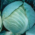 Storage No 4 Cabbage Seeds (20+ Seeds) | Non GMO | Vegetable Fruit Herb Flower Seeds for Planting | Home Garden Greenhouse Pack by Unknown