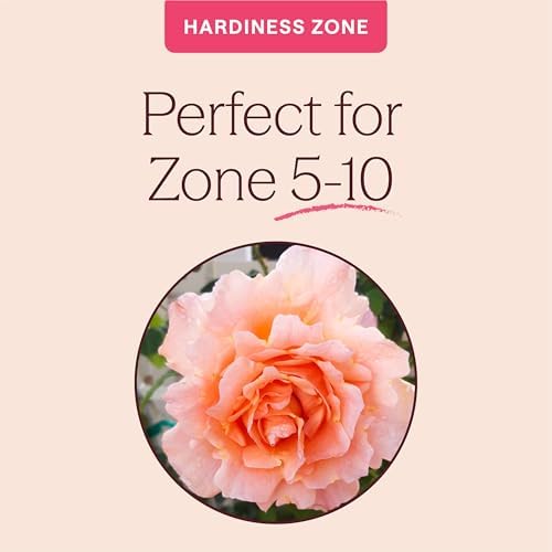 Heirloom Climbing Roses, Live Own Root Plant, Polka® - Image 5