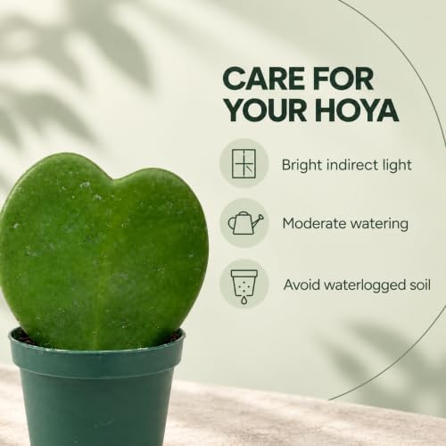Hoya Heart Kerri Live Plant 2 inch Pot - Heart Succulents Plants Live - Image 3