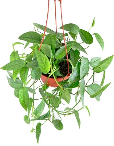 Shop Succulents Epipremnum Pinnatum Cebu Blue Hanging Plant, Live Indoor Plant, Easy Care Hanging Ivy Houseplant in Nursery Pot, Air Purifying Plant in Soil, Housewarming, Home Décor, Hanger Included - Image 3