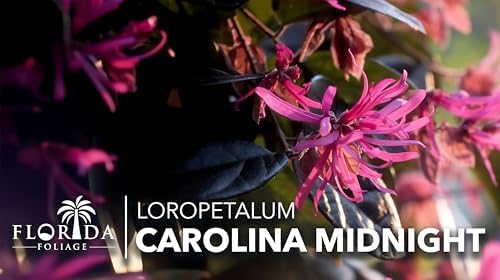 Loropetalum Carolina Midnight | 10 Live Plants | Loropetalum Chinense | Purple Foliage Shrub | Ornamental Landscape Bush | Fast Growing Plants - Image 3