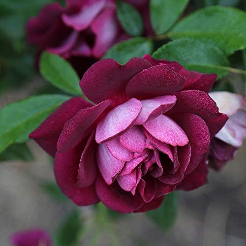Heirloom Shrub Roses, Live Own Root Plant, Burgundy Iceberg™ - Image 4