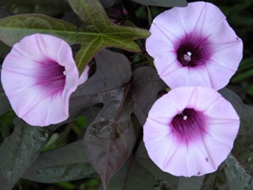 American Plant Exchange Live Sweet Potato Vine 'Blackie' – 6-Inch Pot – Fast-Growing Trailing Plant with Deep Purple Foliage for Hanging Baskets, Containers, Patios & Landscape Borders - Image 3