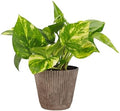 Live Golden Pothos, Indoor Vining Plant, Easy to Grow, 4" Pot by ThorsensGreenhouse