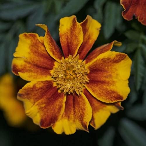200 Pcs Mixed Marigold Seeds Flower to Plant Bonsai Home Decor - Image 6