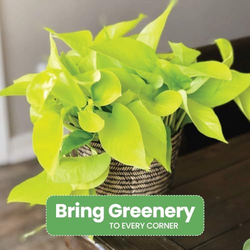American Plant Exchange Neon Pothos – Live 8-Inch Hanging Basket, Bright Green Trailing Vine, Easy-Care Air Purifying Houseplant for Hanging Planters, Shelves & Indoor Home or Office Décor - Image 4