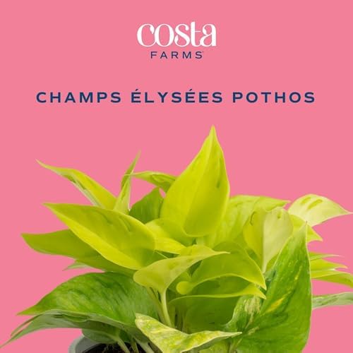 Costa Farms Champs Élysées Pothos, Live Indoor Plant, Trailing Vine - Image 3