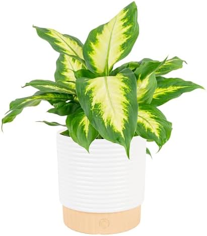 Costa Farms Dieffenbachia, Live Indoor Plant, Easy Care, Home Decor by Unknown
