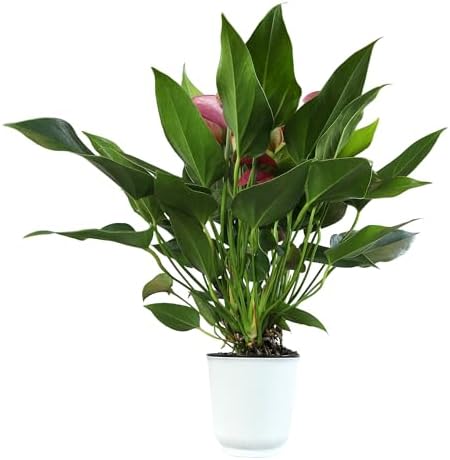 Blooming Purple Anthurium Live Plant Decor (Approx 8-11" Tall), Easy to Grow Flowering Houseplant in 4" White Pot by Plants for Pets - Image 6