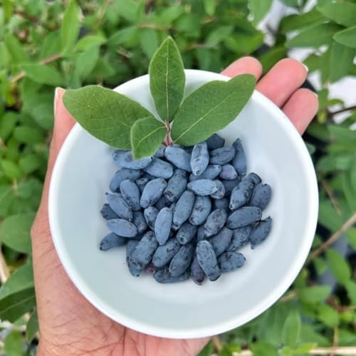Blue Haskap Honeyberry Plant, Cold Hardy Berry Bush, 6-8 Inch Tall - Image 3