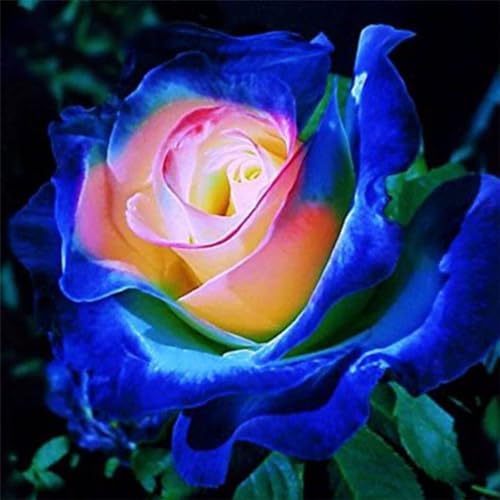 100 Pcs Rare Lavender hues Pink Roses Climbing Seeds Balcony Potted Rose - Image 2