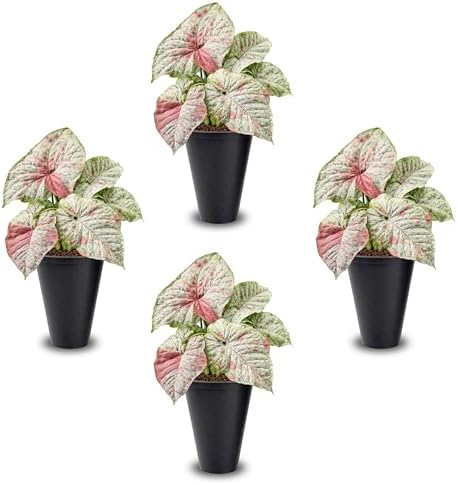 Syngonium Confetti Plant (4 Pack) Rare Live Starter Plants, Variegated Arrowhead Vine Houseplants, Easy Care Indoor Tropical Plants Live, Pink Foliage Houseplants by FamPlants