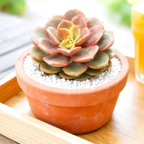 Echeveria Vampire Red Ball - Colorful 2 inch Succulents - Live Mini Succulent Plants Fully Rooted, Easy Care Indoor and Outdoor, Home and Garden Decor, Wedding Party Favor - Image 3