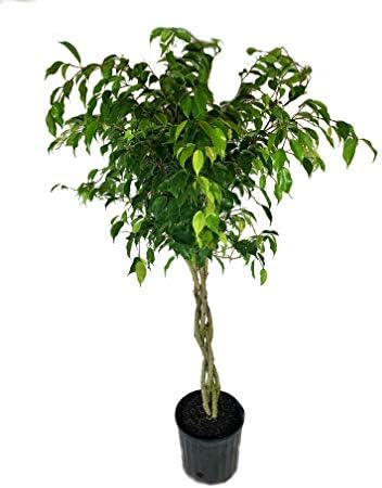 Ficus Benjamina Weeping Fig Braided Tree - Live Plant in a 10 Inch Pot - Ficus Benjamina - Beautiful Ornamental Interior Tree by WekivaFoliage