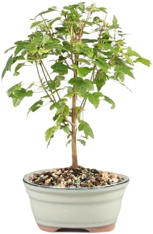 Brussel's Bonsai - Small Maple Live Bonsai Tree, Potted Outdoor Plant by BrusselsBonsai