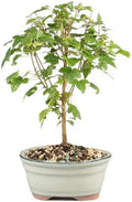 Brussel's Bonsai - Small Maple Live Bonsai Tree, Potted Outdoor Plant by BrusselsBonsai