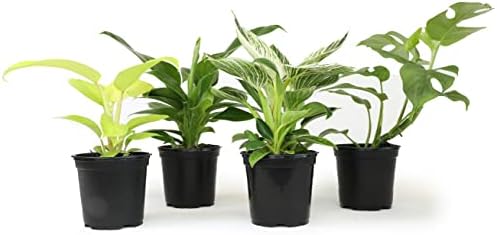 Philodendron Plant Live Houseplant 4PK, Air Purifying Plants, 4 in. Pots by PlantsforPets