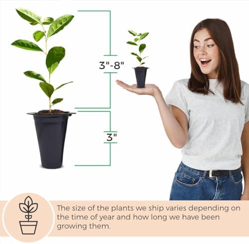 Yerba Mate Tea Plant (4 Pack) | Real Live Plant for Sale | Perfect for Tea Lovers | Hardy and Easy to Grow for Planting | Grow Organic Tea Leaves at Home | Great for Indoor or Outdoor Gardens - Image 3