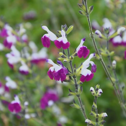 Amethyst Lips Salvia – Live Flowering Plant in 3 Inch Pot – Hummingbird Magnet - Image 5