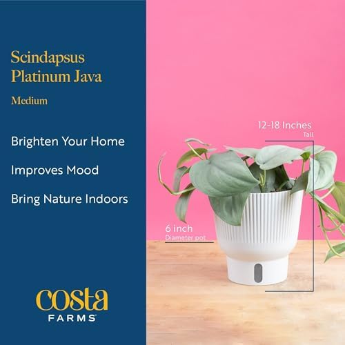 Costa Farms Scindapsus Platinum Java, Live Indoor Plant, Easy Care - Image 4
