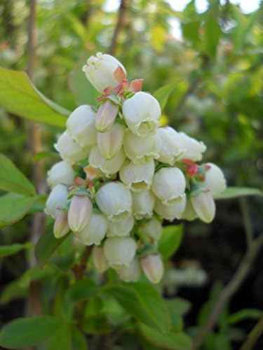 Vaccinium corymbosum 'Patriot' (HighBush Blueberry) Edible-Shrub, #3 - Size Container - Image 2