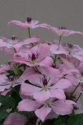 Raymond Evison Clematis - Clematis Sarah Elizabeth (Clematis) Perennial, light pink flowers, 8`` - Size Container by GreenPromiseFarms