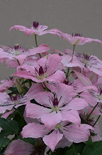 Raymond Evison Clematis - Clematis Sarah Elizabeth (Clematis) Perennial, light pink flowers, 8`` - Size Container by GreenPromiseFarms
