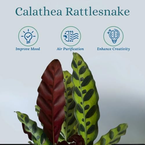 Rattlesnake Calathea Live Plant - Air Purifier, Colorful House Plant, Ideal for Home Decor and Room Decor - Rattlesnake for Indoor Plants, Calathea Lancifolia Prayer Plant - Image 3