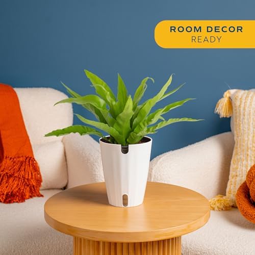 Costa Farms Bird's Nest Fern, Live Indoor Plant, Easy Care, Home Decor - Image 2