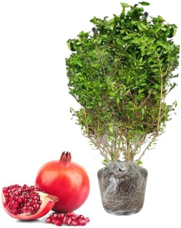 Wonderful Pomegranate Tree Live, Backyard Orchard Tree, 10-12 Inch Tall by TANKDA