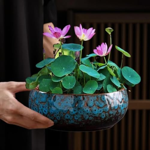 6-Inch Glazed Ceramic Shallow Lotus Water Plant Bowl Planter - Image 3