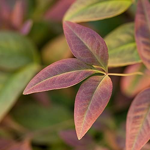 Southern Living 2 Gal. Blush Pink Nandina Shrub - Image 2