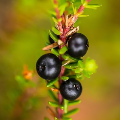6 Huckleberry Bushes Live Plants, Sweet Edible Berry Bush, 1-3 Inch Tall - Image 7