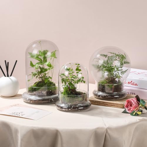 WHJY 6 inches Glass Cloche for Indoor Plants Small Terrarium Glass Cloche with Base Mini Cloche Dome with Base for Display Home Decor - Image 5