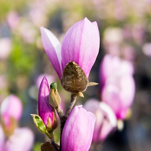 Perfect Plants Jane Magnolia Tree, 1 Gallon, Live Plant - Image 5