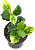 Hoya Obscura Albo Marginata Live Plant, 4 Inch Variegated Starter by NYCitySucculents