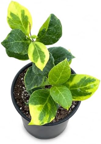 Hoya Obscura Albo Marginata Live Plant, 4 Inch Variegated Starter by NYCitySucculents
