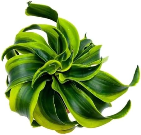 BubbleBlooms Dracaena Tornado 4 inch, Twisted Fragrans Rare Indoor Plant by BubbleBlooms