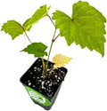 Delicious Muscadine Grape Vine (1-Pack) Live Plant by Wellspring Gardens by WellspringGardens
