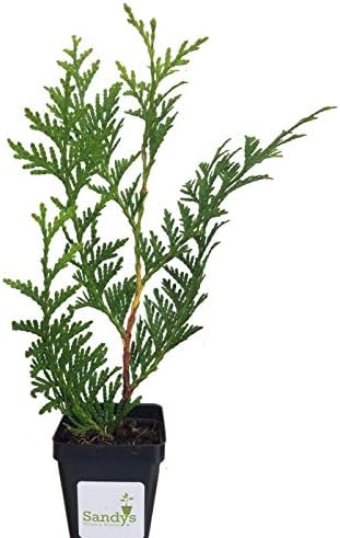 Thuja Green Giant Arborvitae Tree, 3 Inch Pot by Sandys+Nursery+Online%C2%AE