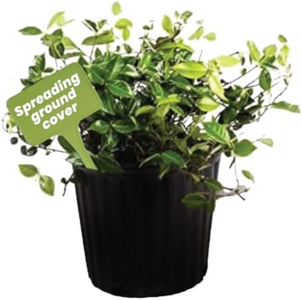 American Plant Exchange Asiatic Jasmine Minima – 6-Inch with Pot – Live Evergreen Groundcover Plant, Low Maintenance Greenery for Home, Garden Beds, or Landscape Borders by AmericanPlantExchange